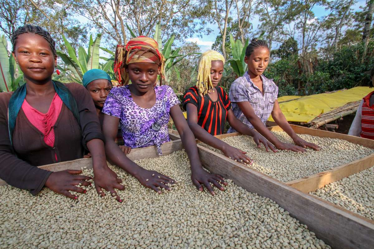 Ethiopia Single Origin