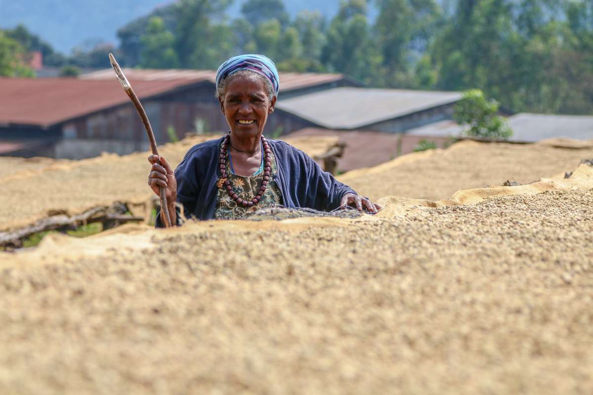 Ethiopia Single Origin