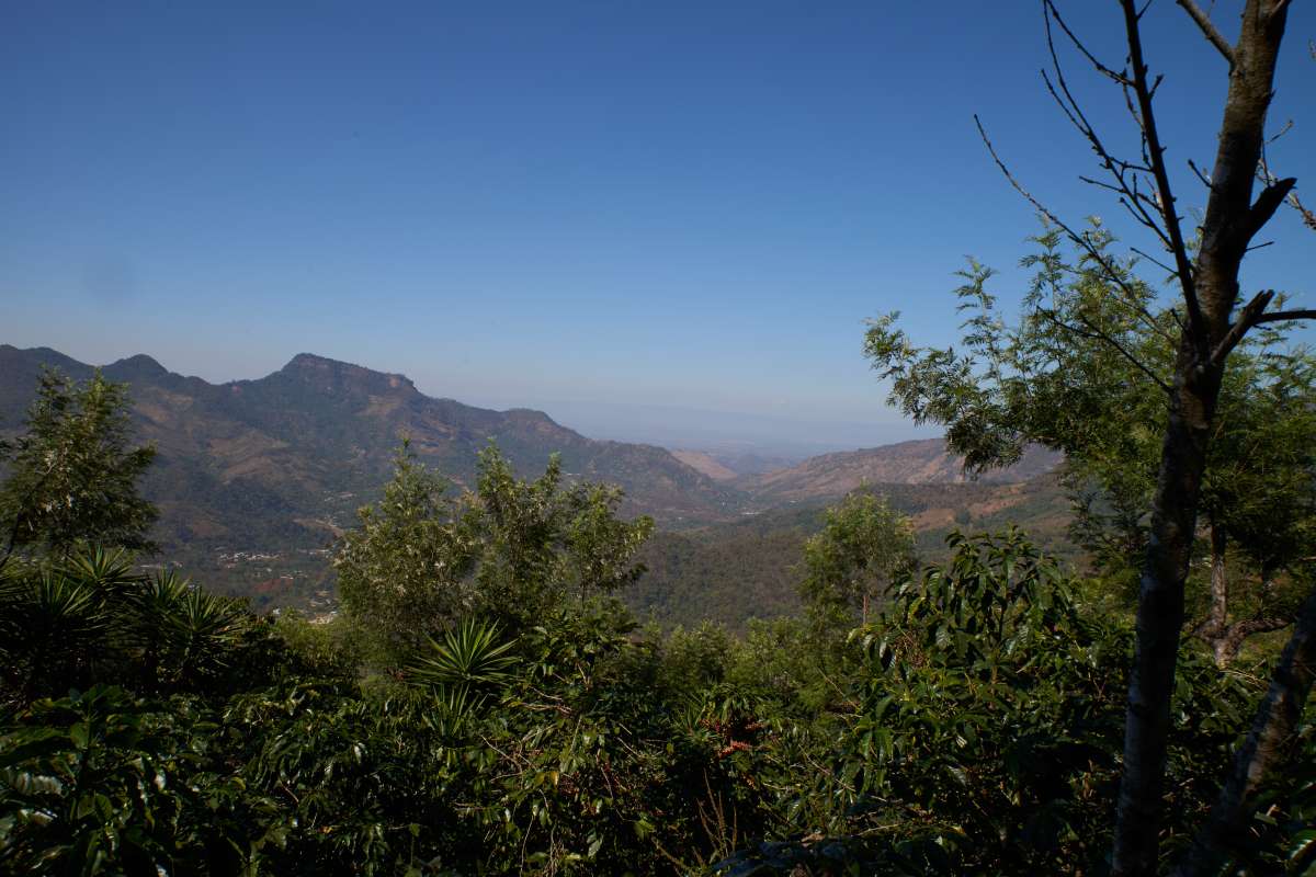 Guatemala Single Origin