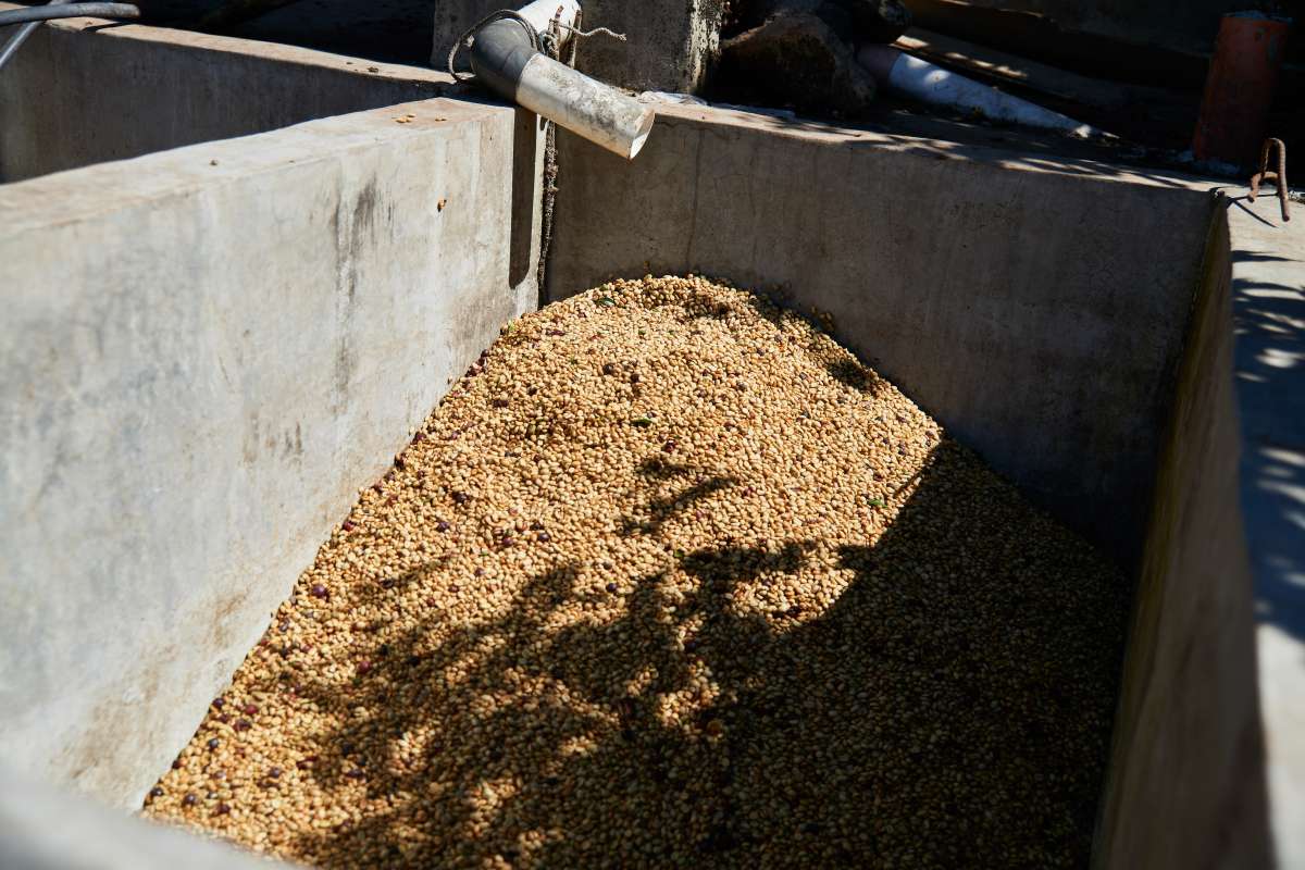 Guatemala Single Origin