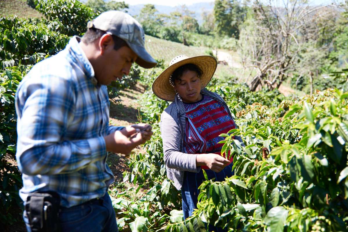 Guatemala Single Origin